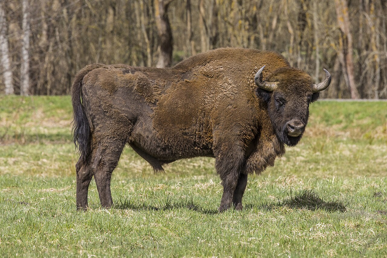 Bison