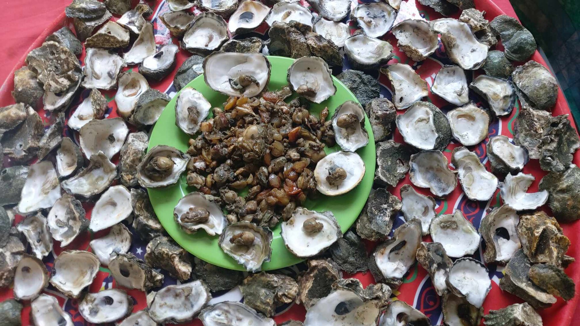 Bivalves