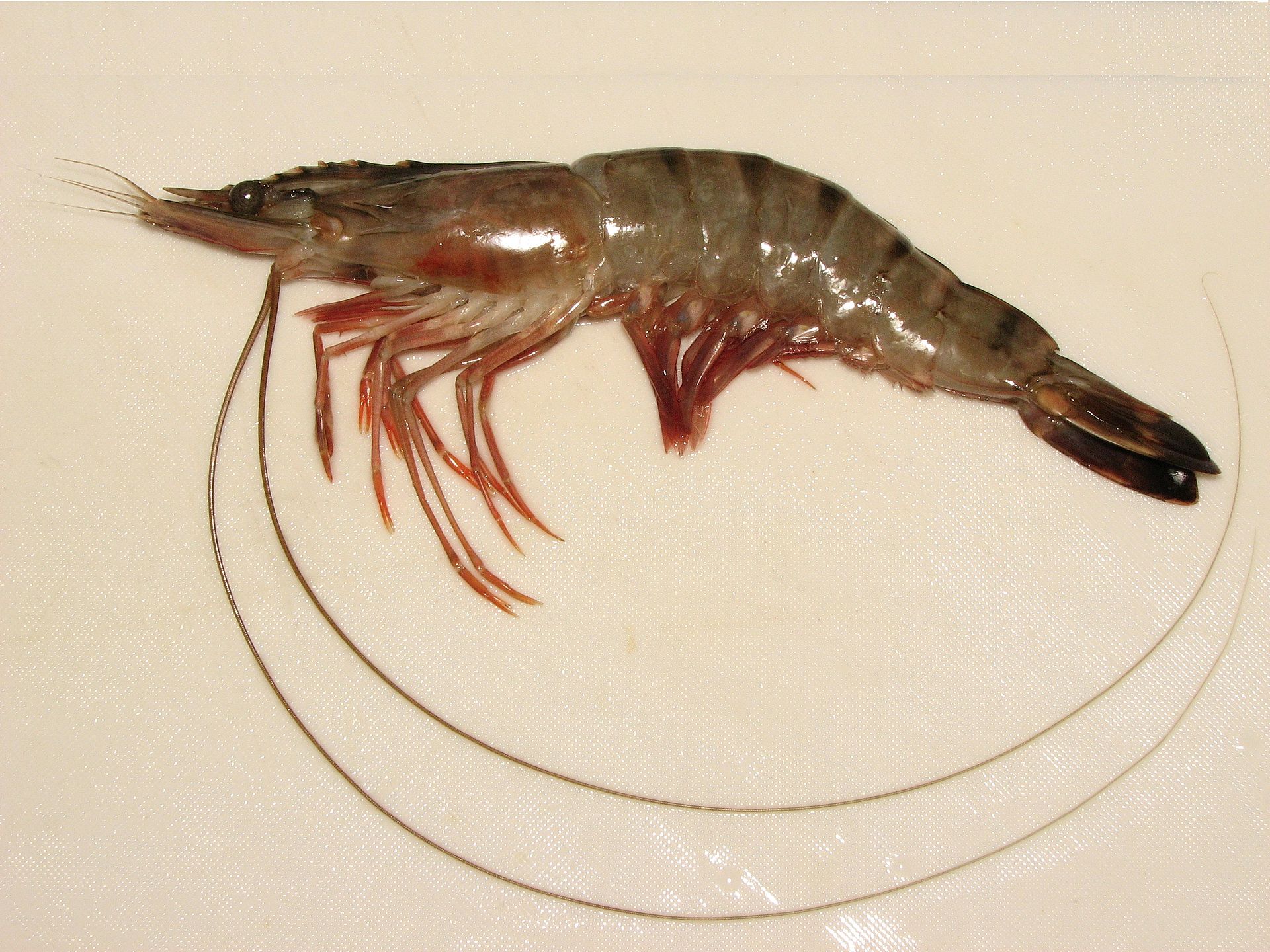 Black tiger prawn
