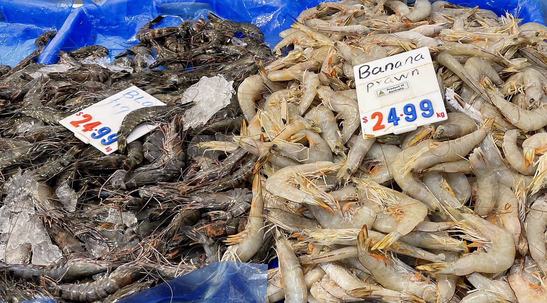 Black tiger prawn