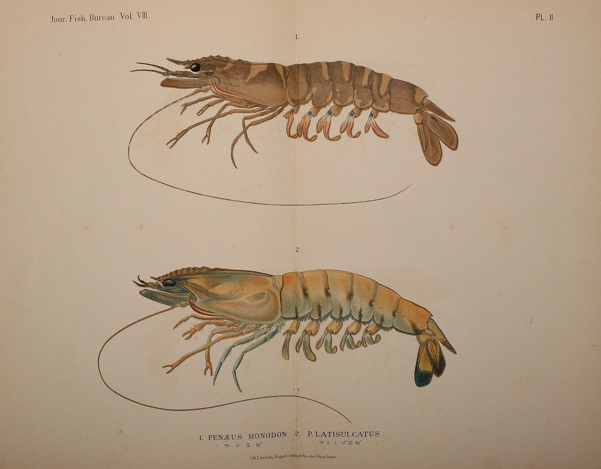 Black tiger prawn