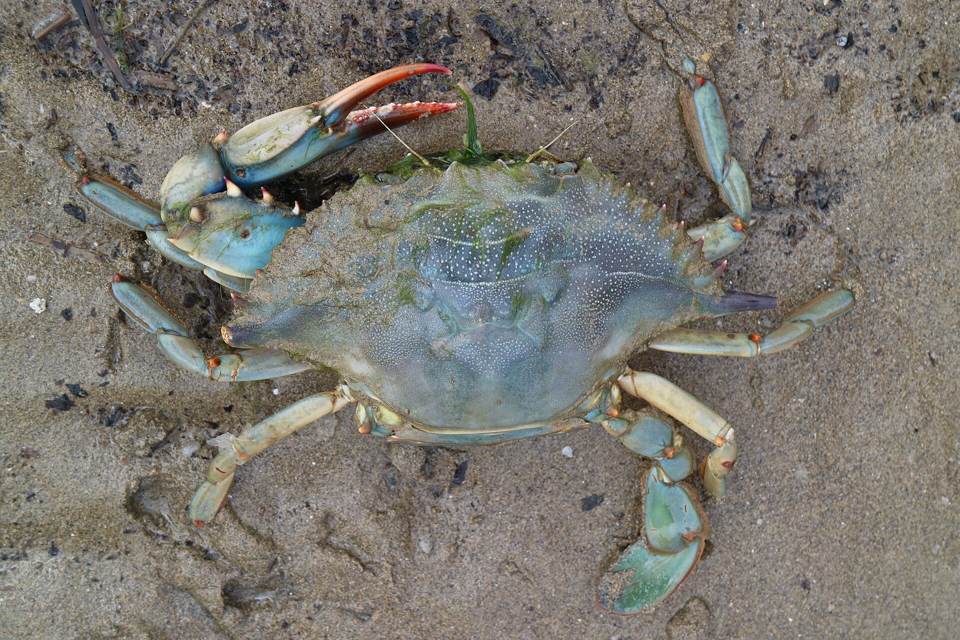 Blue crab