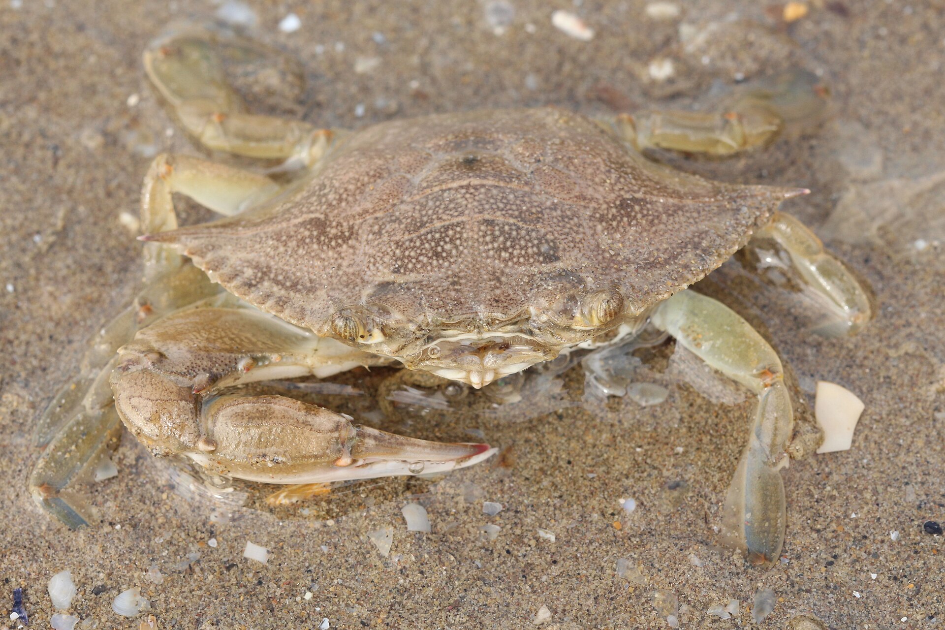 Blue crab