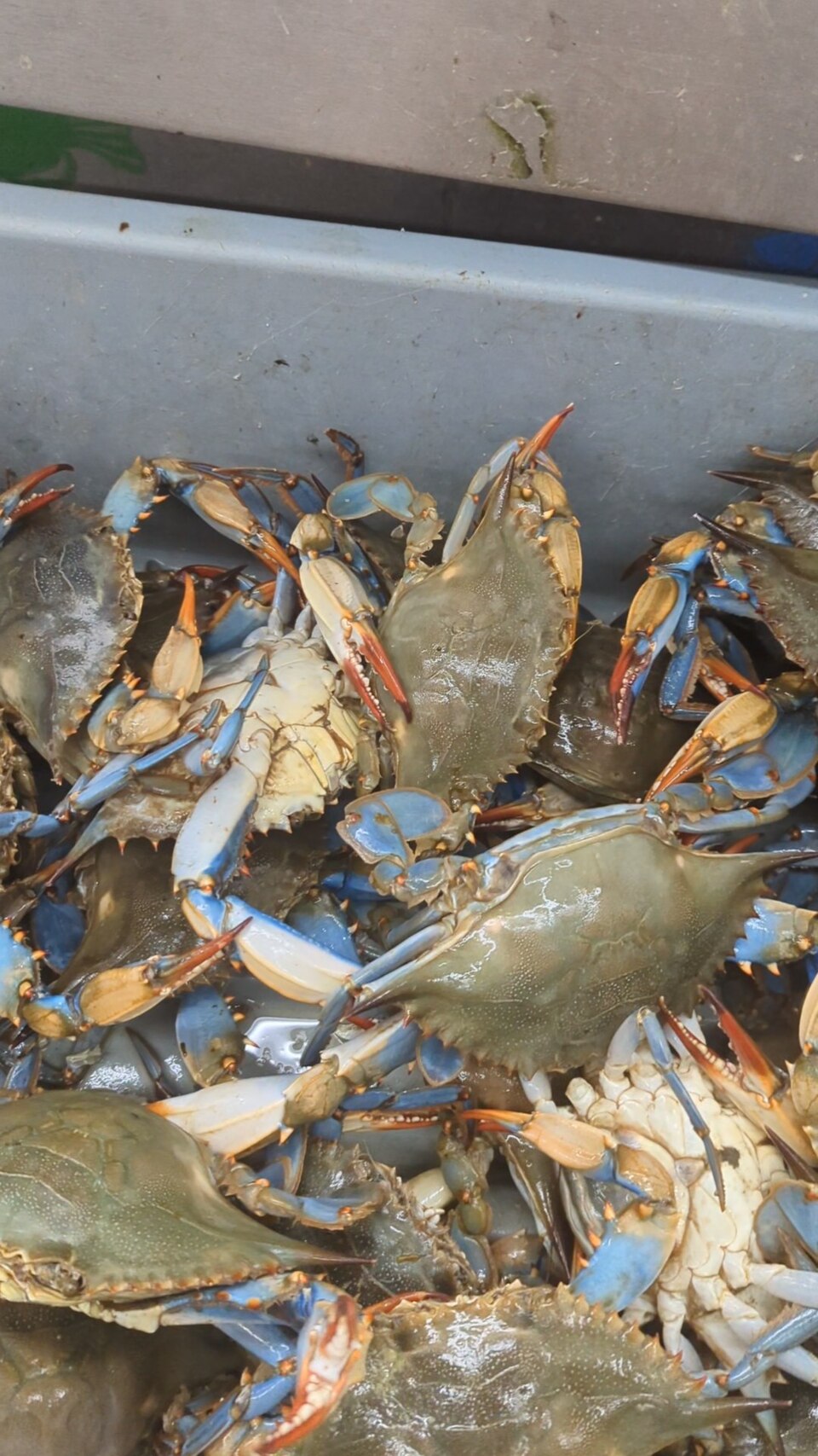 Blue crab