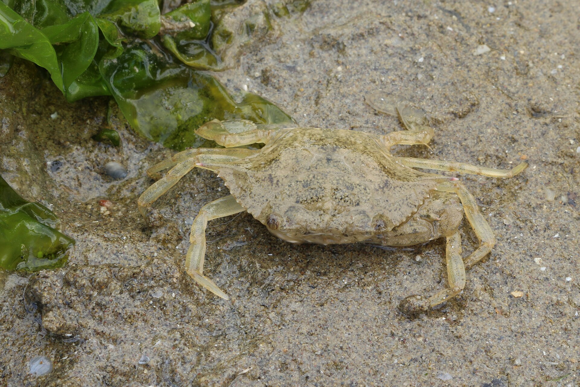 Blue crab