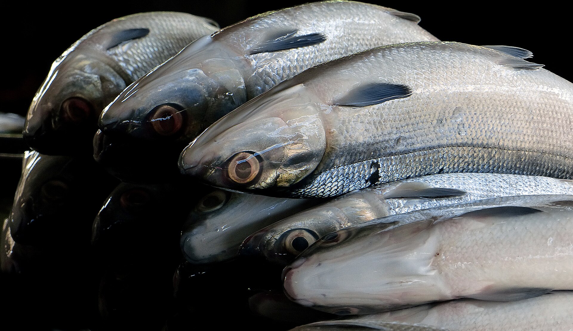Brackish-Water Finfish
