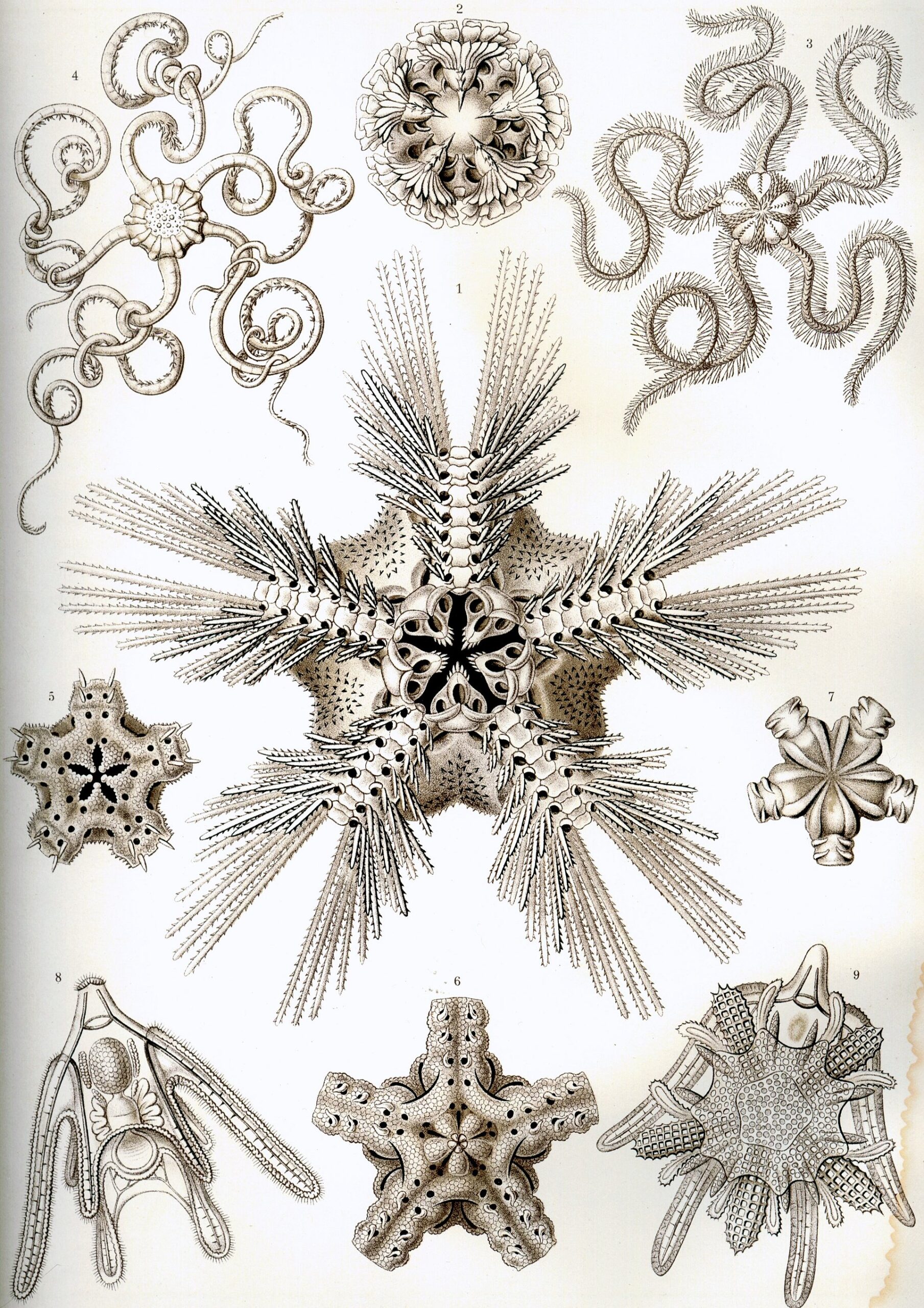 Brittle stars