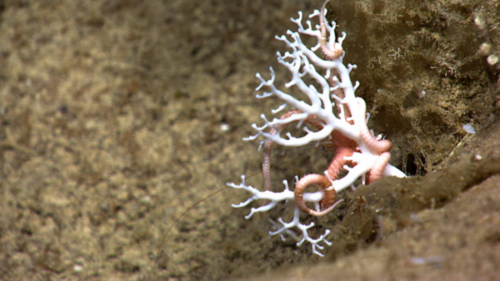Brittle stars