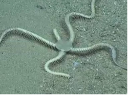 Brittle stars
