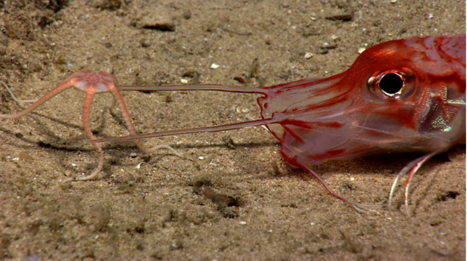Brittle stars