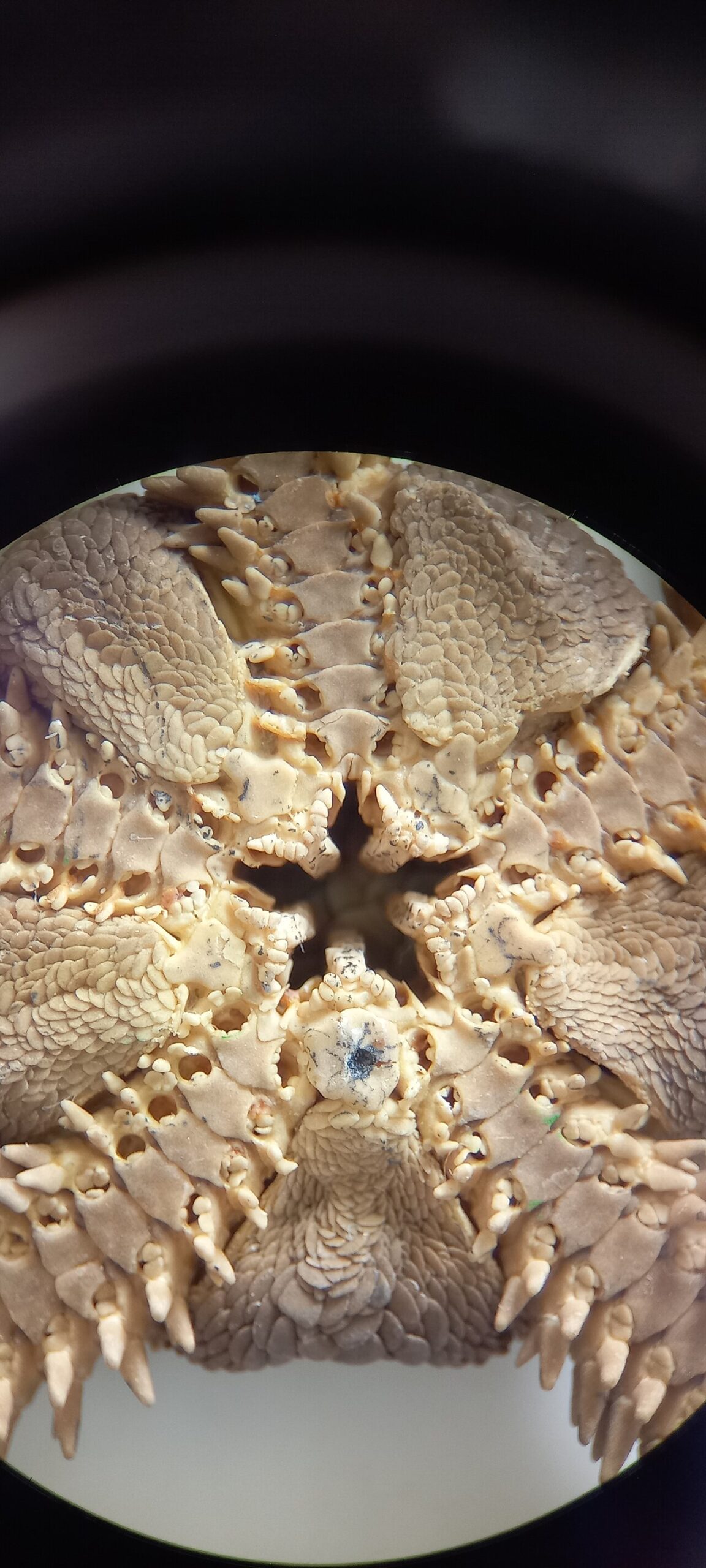 Brittle stars