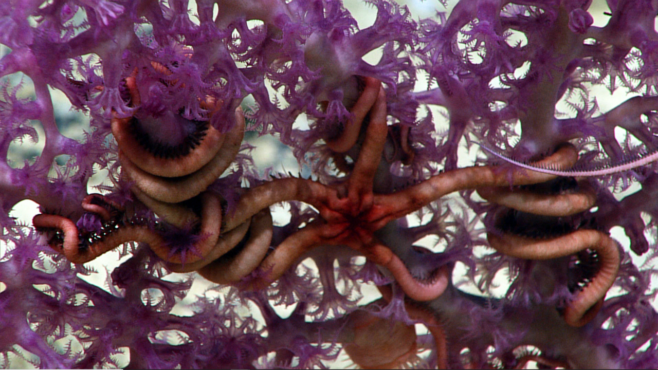 Brittle stars