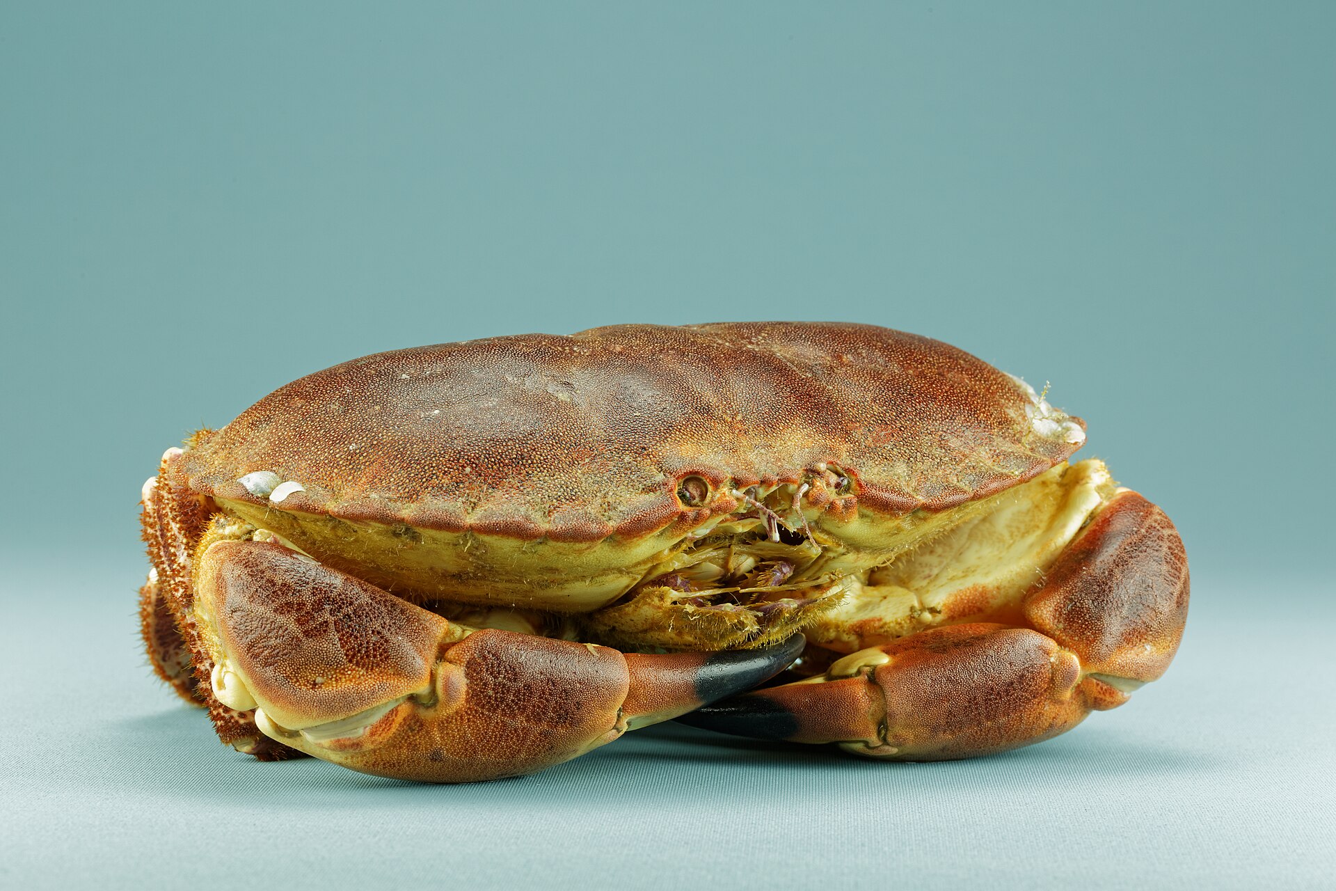 Brown crab
