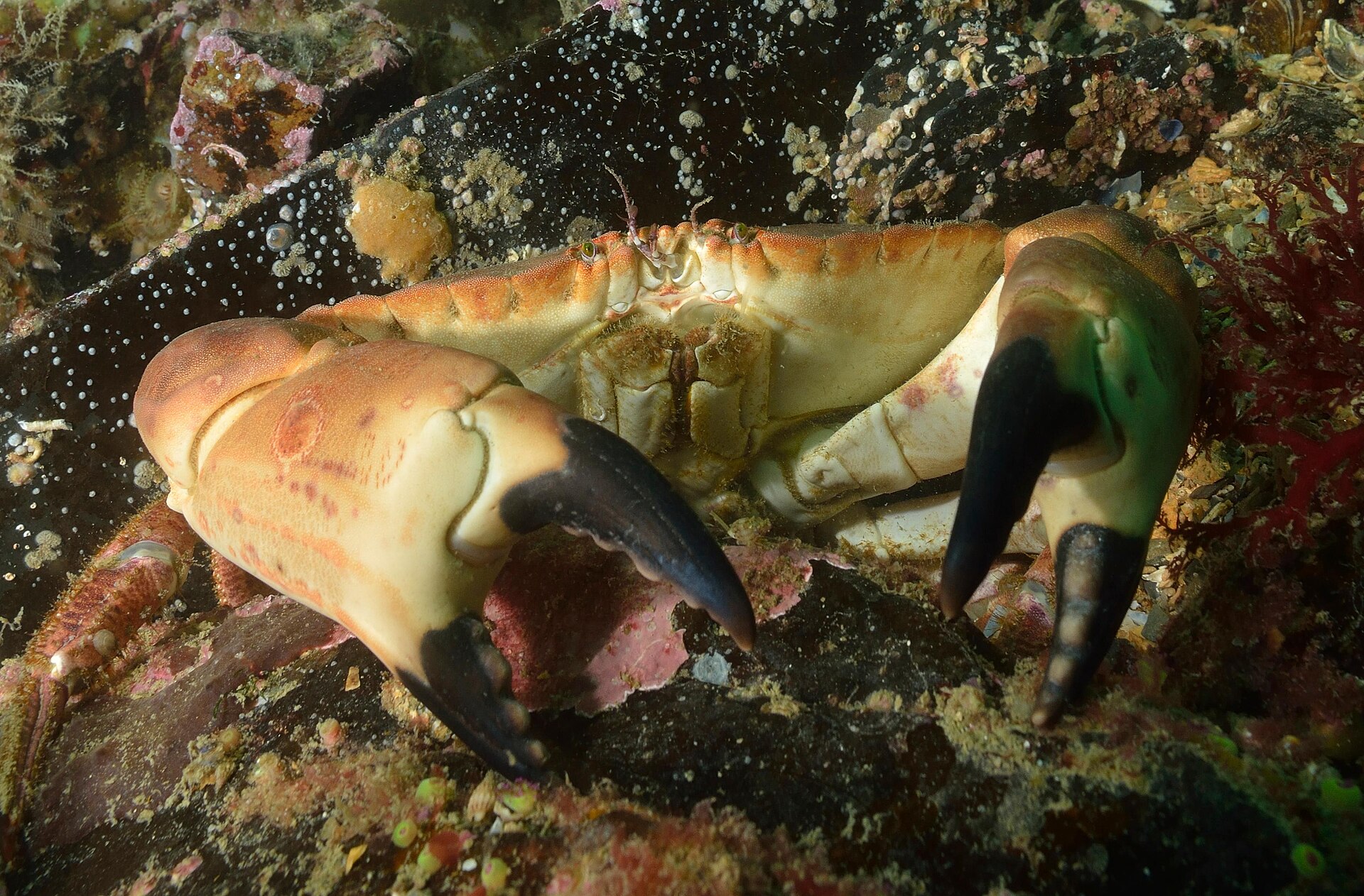 Brown crab