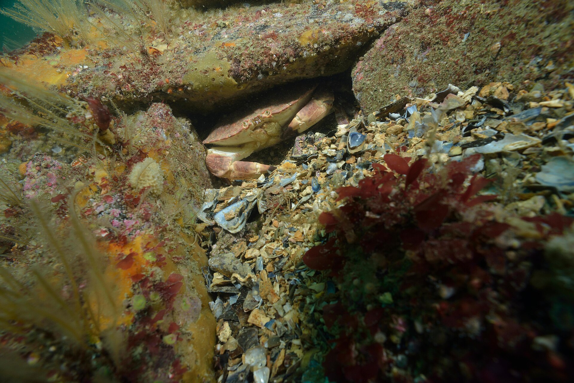 Brown crab