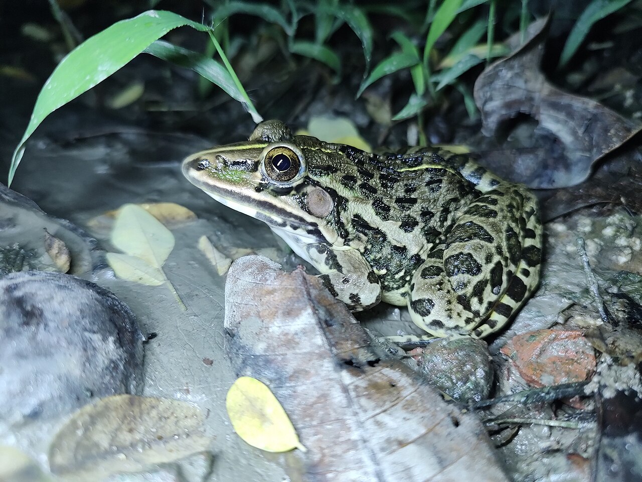 Bullfrog