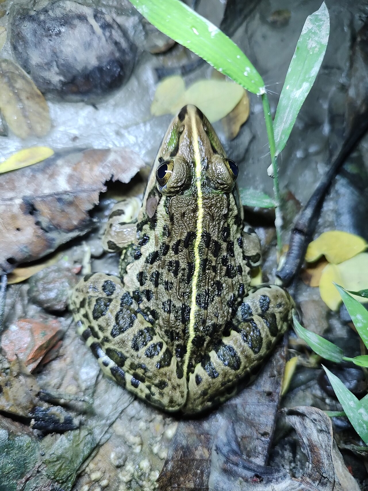 Bullfrog