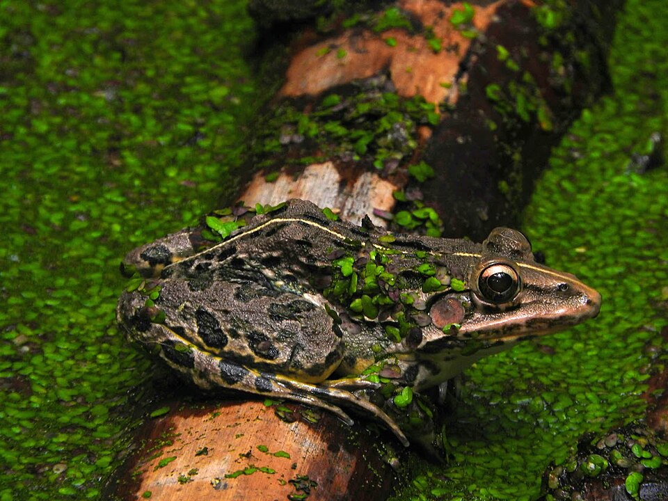 Bullfrog