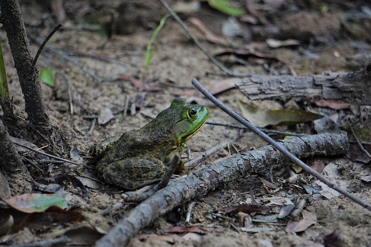 Bullfrog