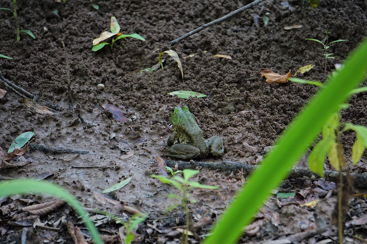 Bullfrog