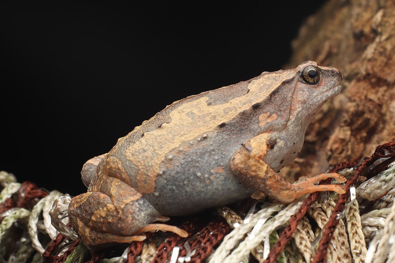 Bullfrog