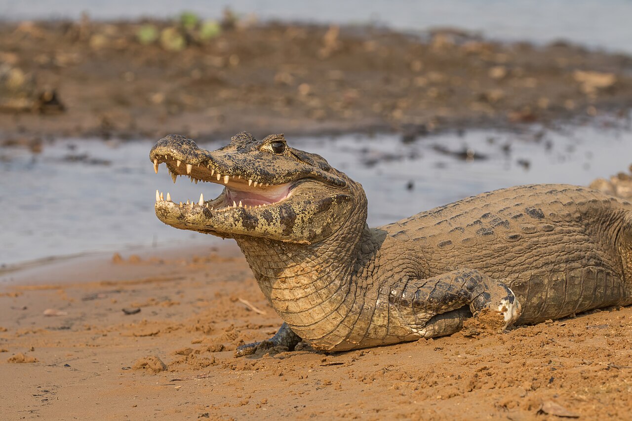Caiman