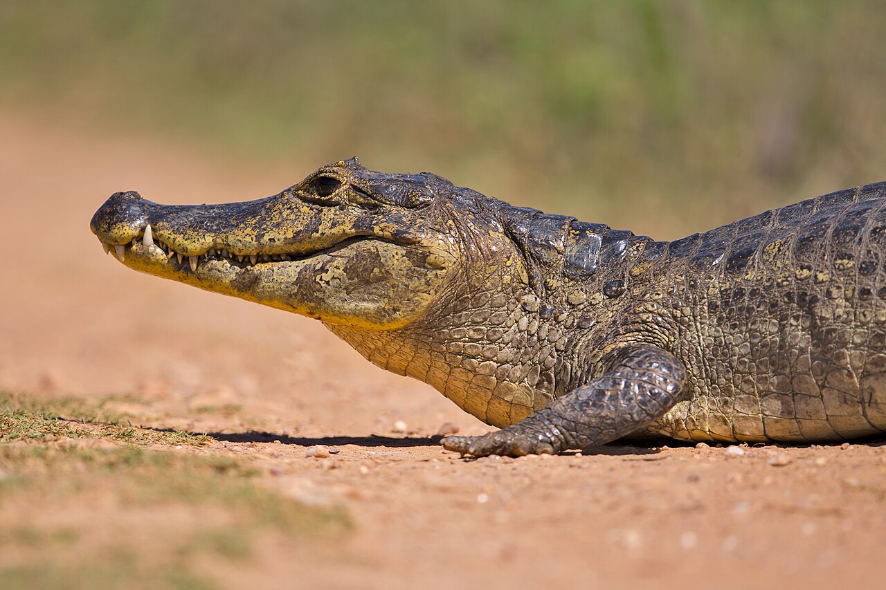 Caiman