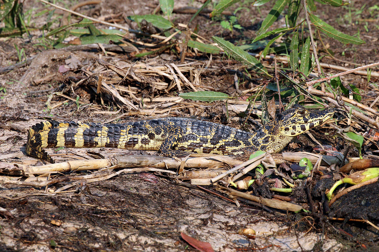 Caiman