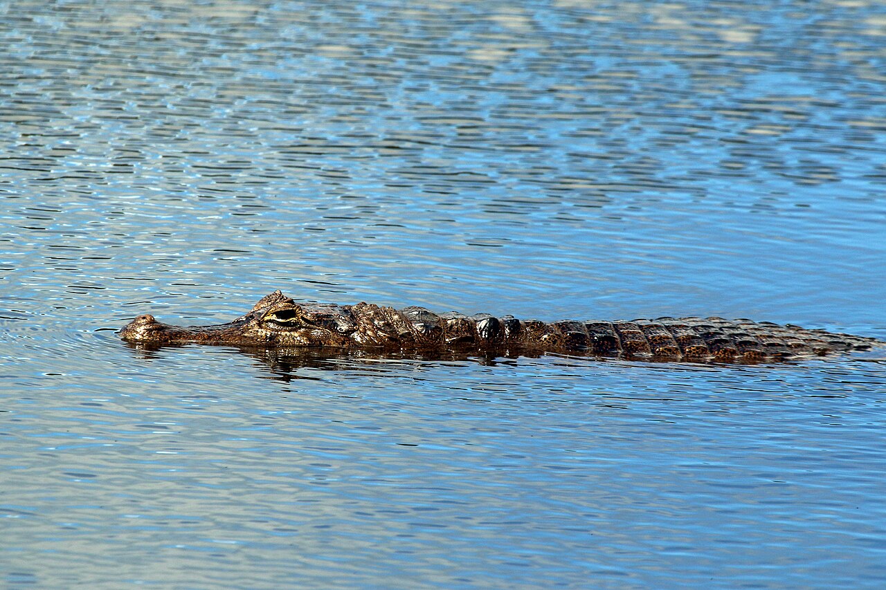 Caiman