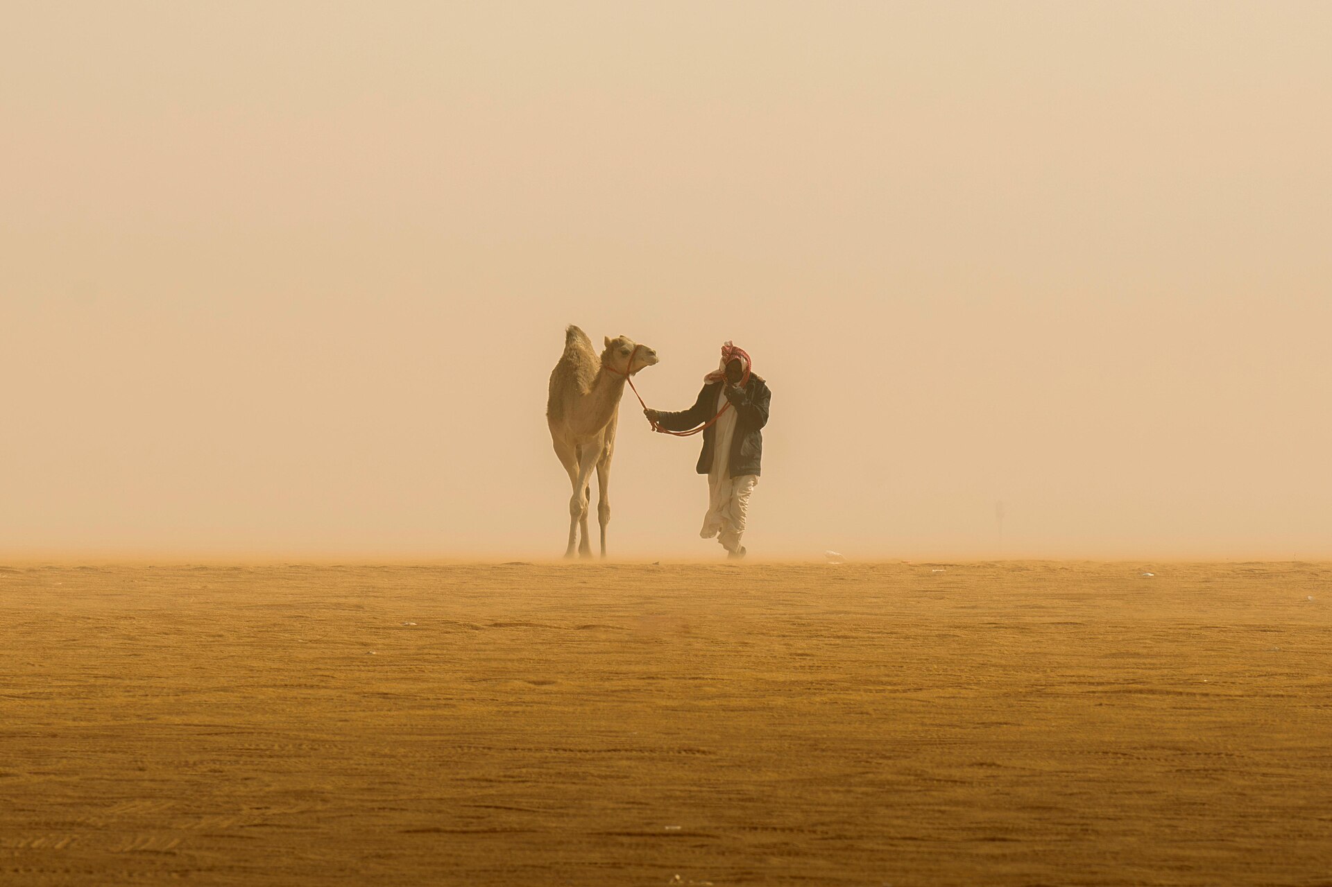 Camelids
