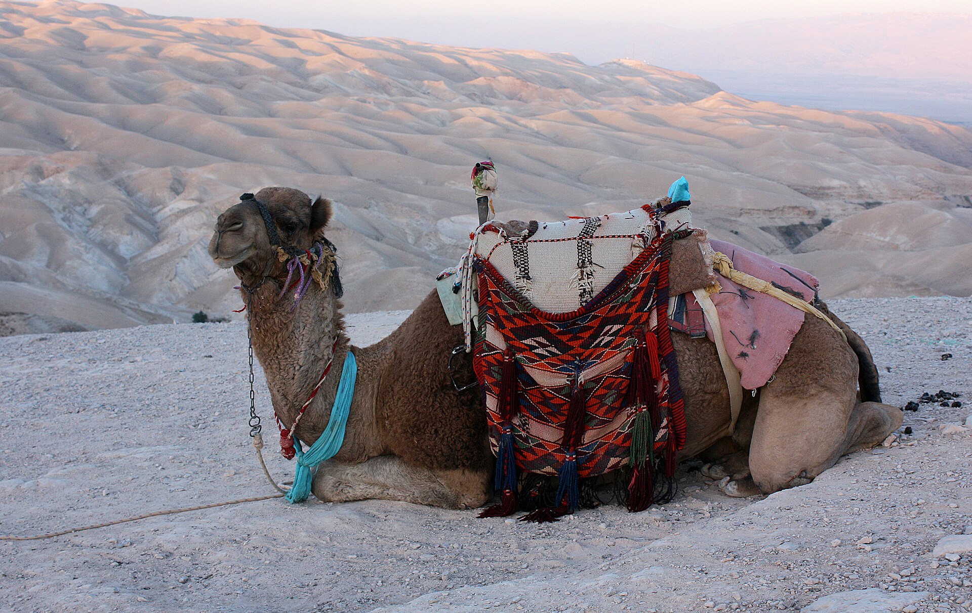 Camelids