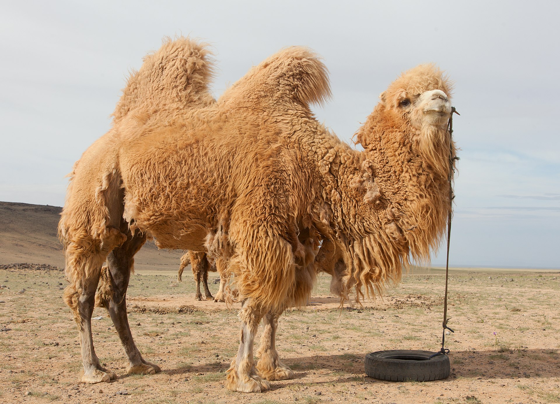 Camelids