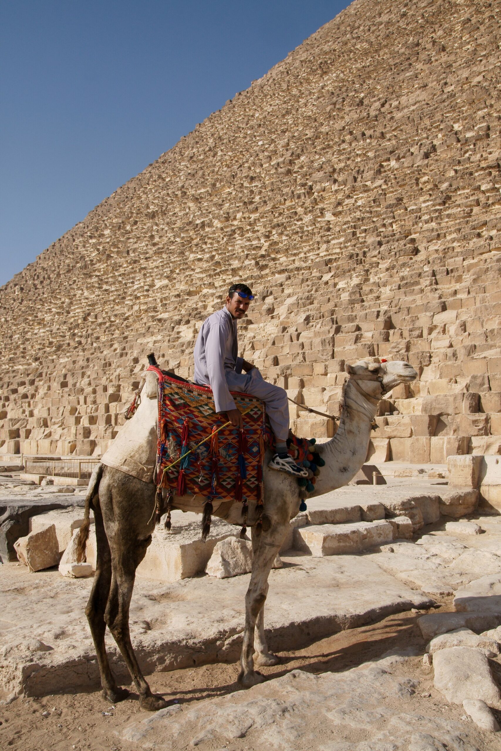 Camelids