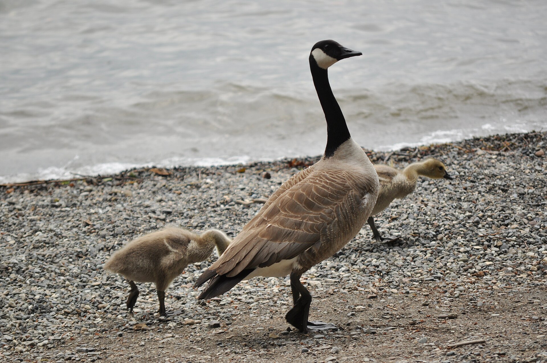 Canada goose