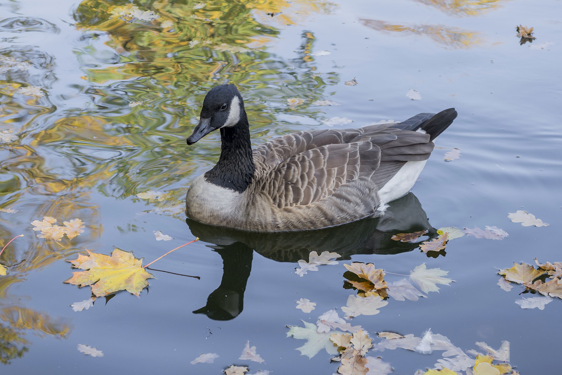 Canada goose