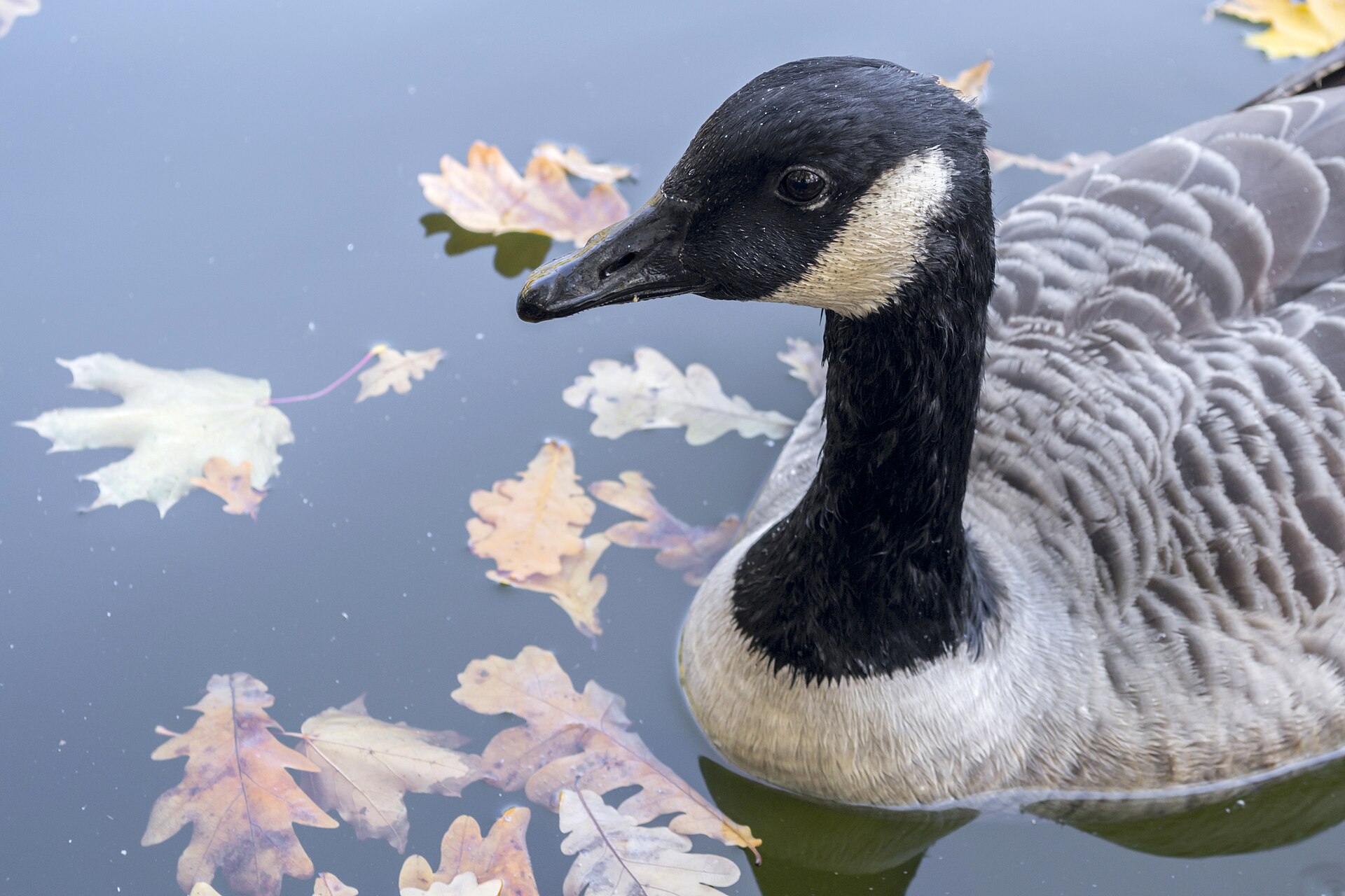 Canada goose