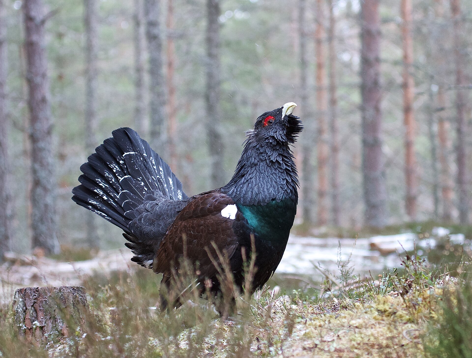 Capercaillie
