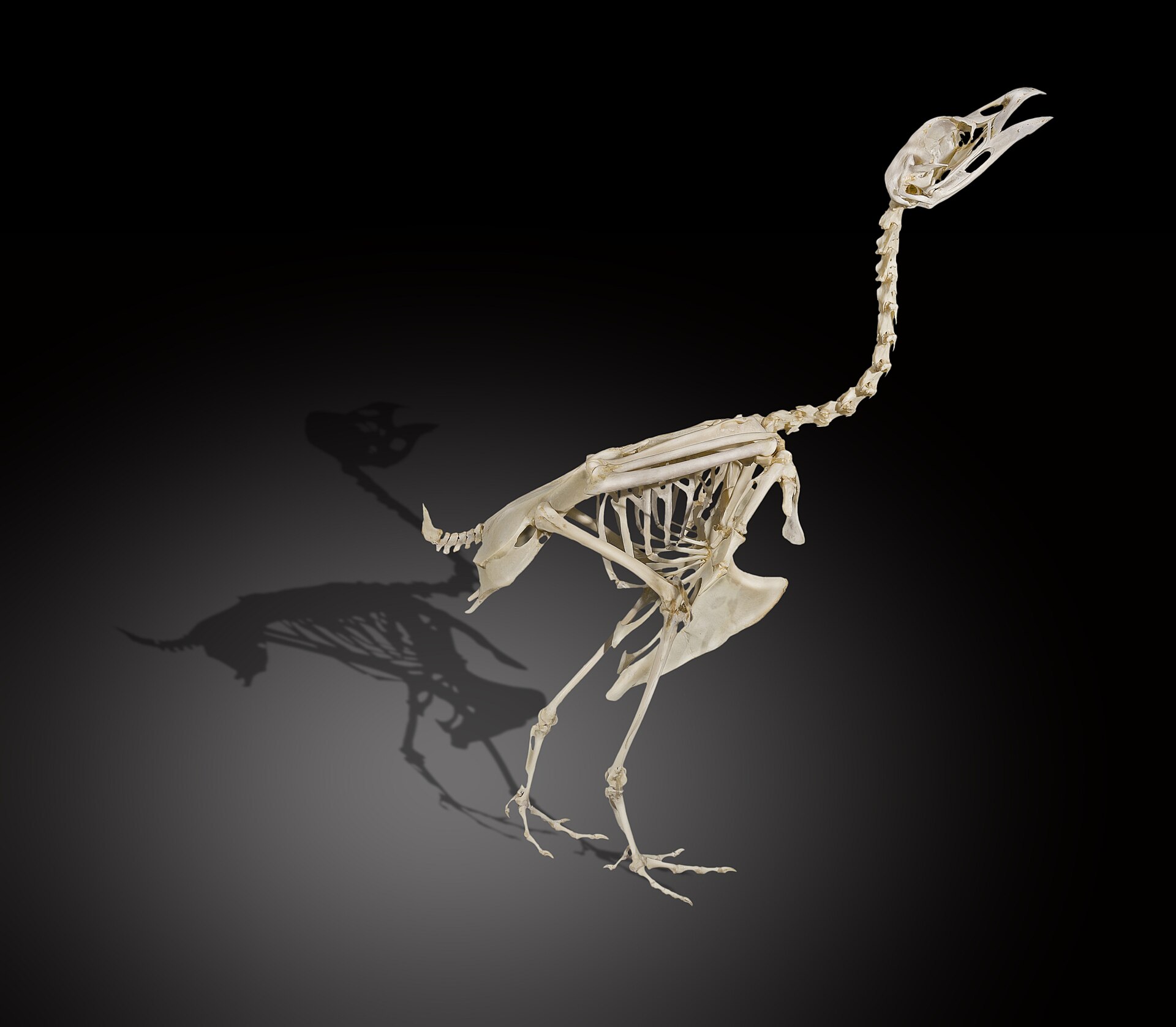 Capercaillie
