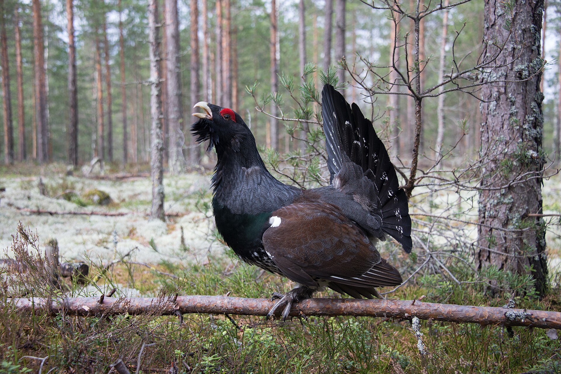 Capercaillie