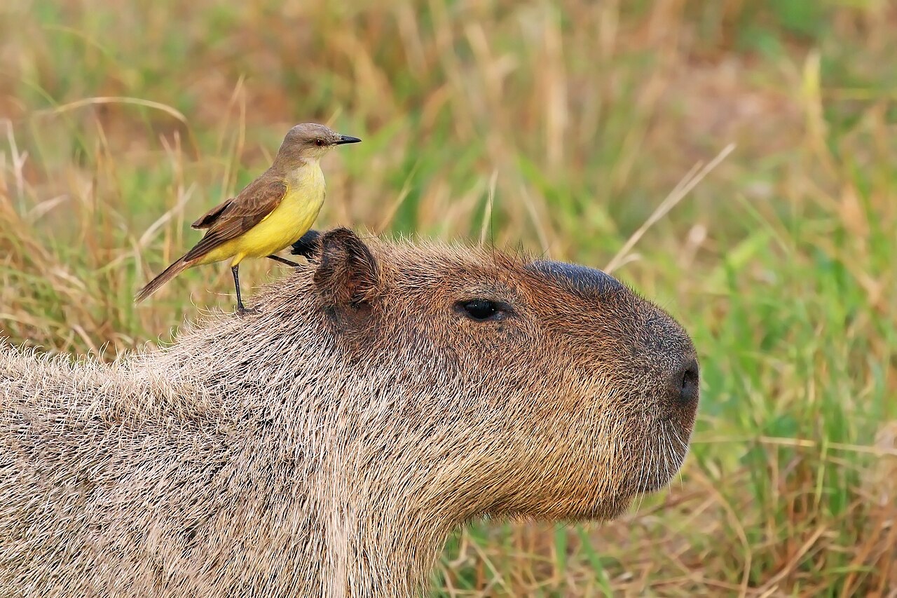 Capybara