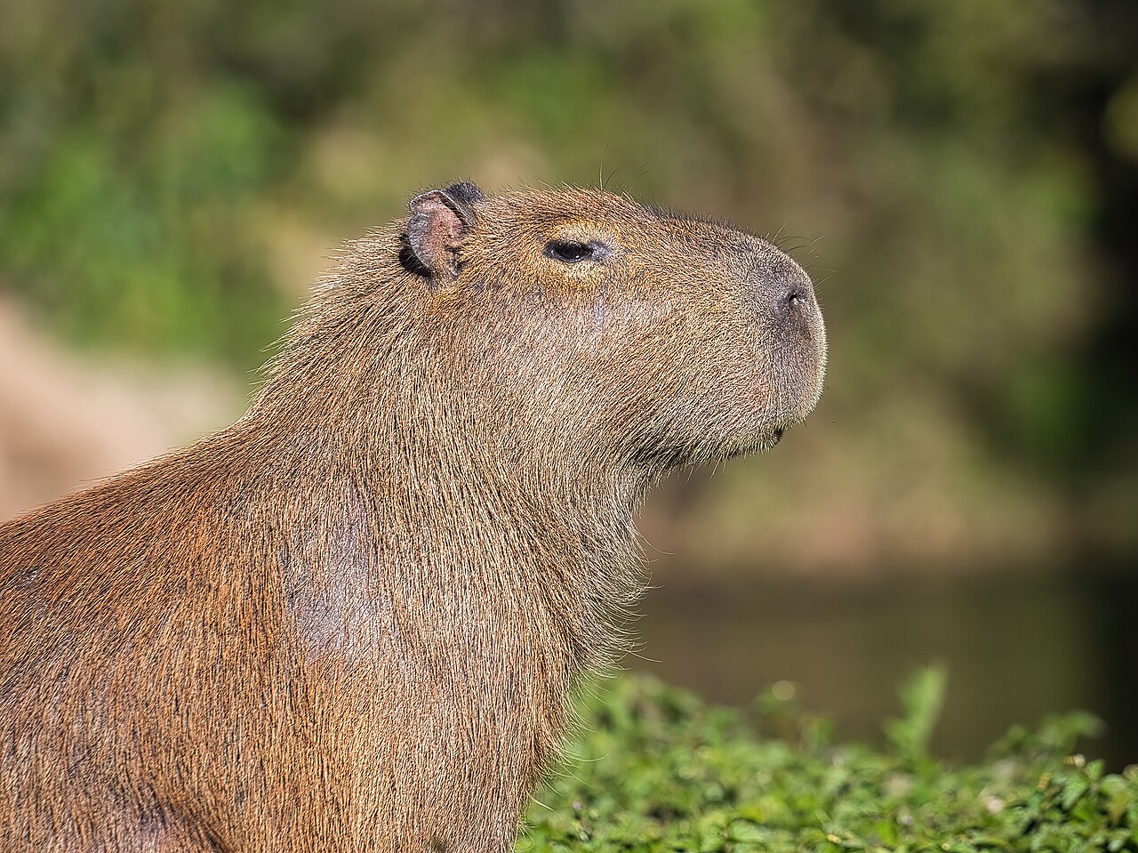 Capybara