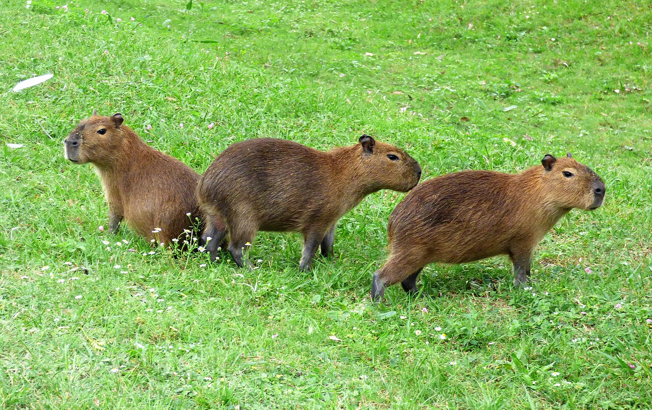 Capybara