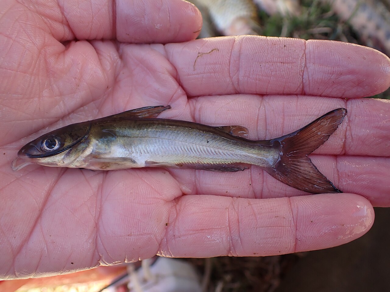 Channel catfish