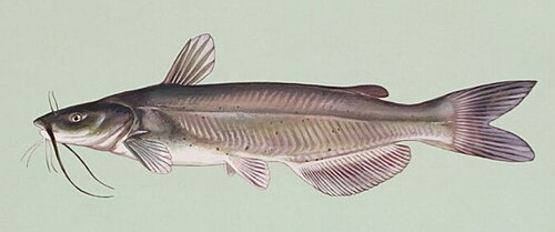 Channel catfish
