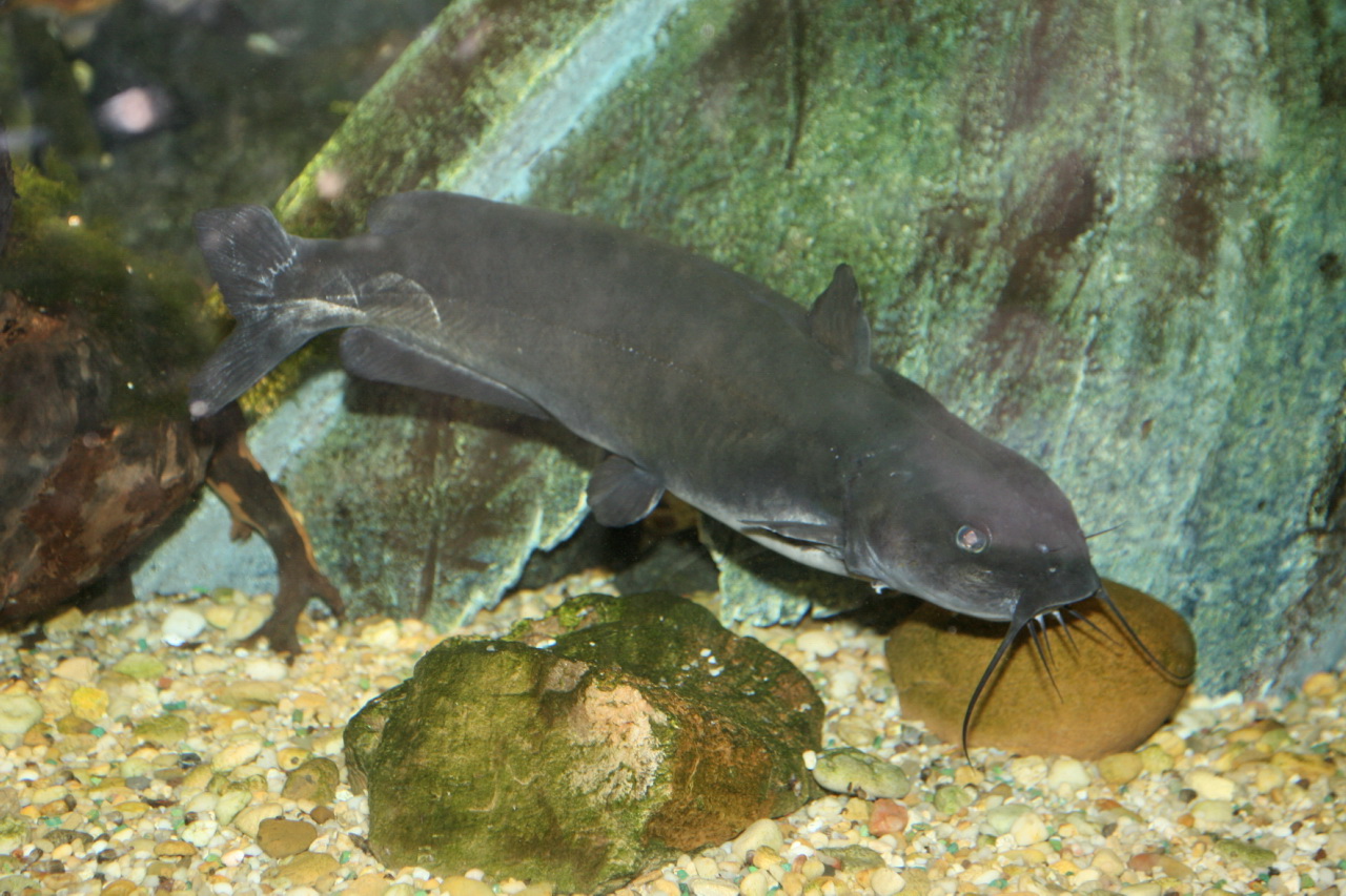 Channel catfish