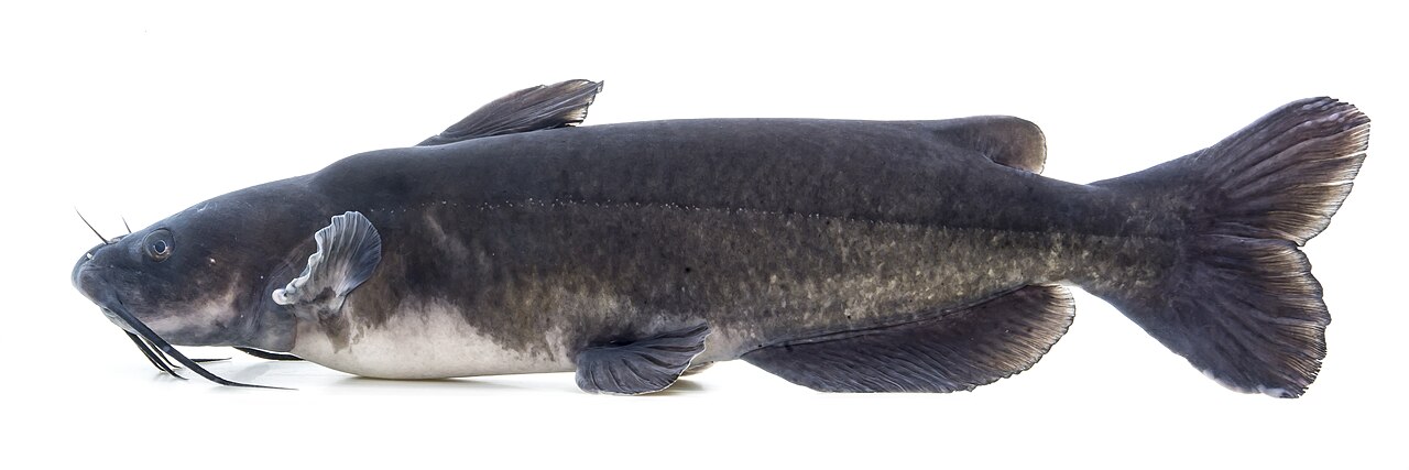 Channel catfish