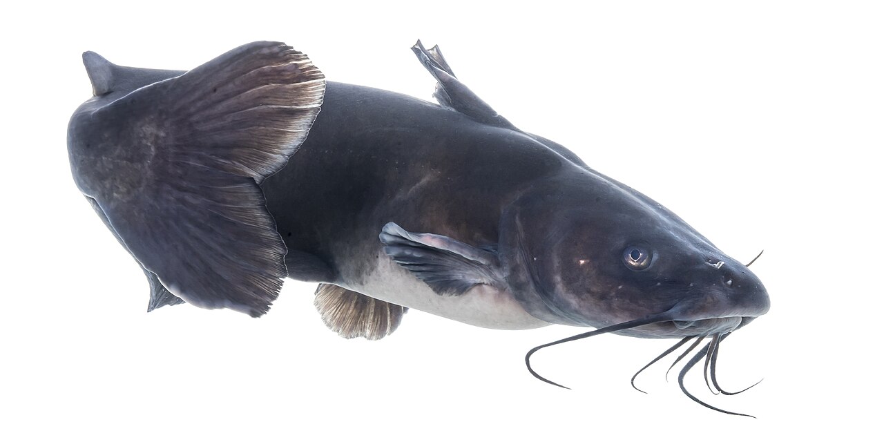 Channel catfish