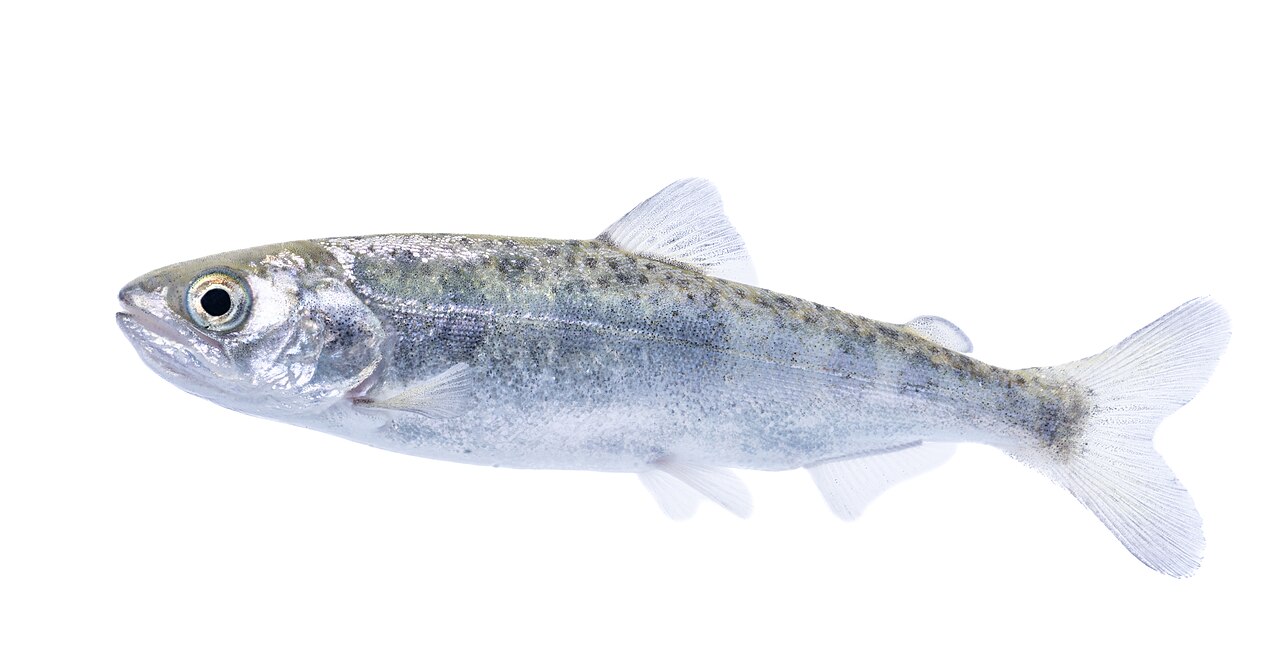 Chinook salmon