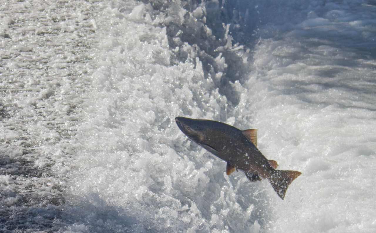 Chinook salmon