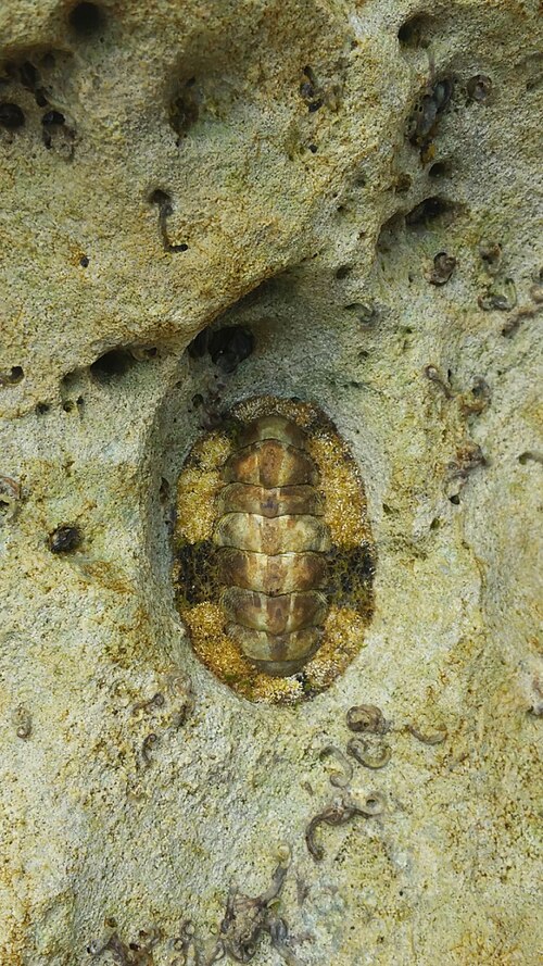Chiton